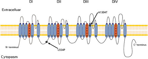 Figure 2 Schematic representation of the Nav1.8 channel. The positions of variants p.L544P and p.A1304T associated with FEPS2 are illustrated.