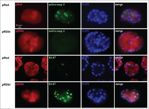 Figure 7. Dbl expression prevents luminal apoptosis during morphogenesis. Acini were cultured in Matrigel for 10 days, fixed and immunostained with antibodies against Red epitope (red), activated caspase-3 (green), and Ki-67 (green). Nuclei were counterstained with DAPI (blue). Scale bar: 20 μm.
