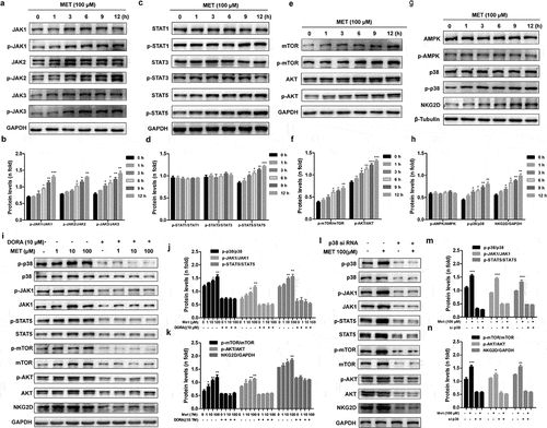 Figure 4. Metformin activates NK cells through the p38 MAPK-dependent pathway. The expression levels of the total and phosphorylated JAK1/2/3 (a, b), STAT1/3/5 (c, d) and mTOR/AKT (e, f) in metformin-treated cells were compared with those in untreated metformin-treated cells by western blotting. The amounts of NKG2D, phosphorylated p38 MAPK, and AMPK in metformin-treated cells were compared with those in untreated metformin-treated cells (g, h). NK-92 cells were pretreated with MAPK inhibitor Doramapimod (i, j, k), treated with metformin, and then analyzed by western blot. NK-92 cells were pretreated with si- p38 MAPK, and then treated with metformin. The expression levels of phosphorylated p38 MAPK, JAK1 and STAT5 were analyzed by western blot (l, m, n). Data represent the mean ± SEM (n = 6). Data shown represent at least three independent experiments. *p < .05, **p < .01, ***p < .001. The data were analyzed using the two-tailed Student’s t-test