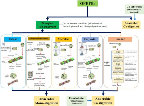 Figure 5. Sustainable strategies for improving the AD of OPEFBs, including the mechanism of each biological pre-treatment (Adapted from Abraham et al. (Citation2020); Mishra et al. (Citation2018); Mohd-Setapar, Abd-Talib, and Aziz (Citation2012); Villa et al. (Citation2020); Grimm and Wösten (Citation2018); Wan Mahari et al. (Citation2020); Pérez-Chávez, Mayer, and Albertó (Citation2019); and Zou et al. (Citation2020))