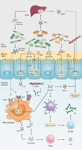 Figure 2. The interplay between the gut metabolome, H. pylori, and the host immune system. H. pylori induces chronic gastric inflammation through the activation of transcriptional factors such as NF-κB. By stimulating the production of BCAA from the gut microbiota, H. pylori activates the mTORC1 complex and ultimately inhibits autophagic response. H. pylori further disrupts the integrity of the gastric epithelial barrier by suppressing the expression of tight junction proteins. On the other hand, microbiota production of SCFAs and secondary bile acids modulate gastric inflammation and immune system activation by reducing NF-κB activation, promoting the secretion of anti-inflammatory cytokines, AMPs, and IgA, and preserving the integrity of the gut barrier.