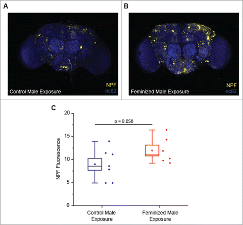 Figure 1. Pheromone Exposure Enhances NPF Levels in the Adult Fly Brain. Brains isolated from adult male flies exposed to either (A) control males or (B) males genetically engineered to express female pheromones were immunostained against NPF (yellow) and the nc82 neuronal cell marker (blue). (C) Quantification of total NPF fluorescence. The total NPF immunostaining normalized to nc82 area (n = 7 for male adult brain samples exposed to male flies; n = 6 for male adult brain samples exposed to feminized males; p = 0.058 as measured by Student's t-test). The NPF antibody used in this experiment was kindly provided by Ping Shen.