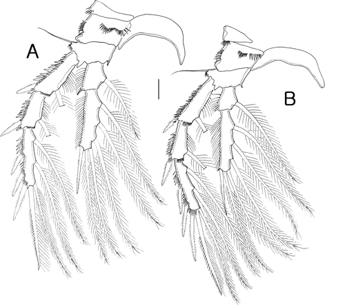 Figure 5.  Isocletopsyllus maximus sp. nov. Female (paratype): A, P3; B, P4. Scale bar=30 µm.