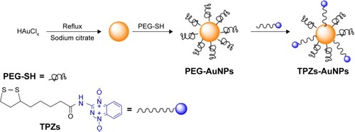Figure 2 Preparation of TPZs-AuNPs.Abbreviations: TPZs-AuNPs, thioctyl tirapazamine-modified gold nanoparticles; PEG-AuNPs, polyethylene glycol-capped gold nanoparticles; TPZs, thioctyl tirapazamine.
