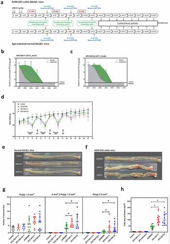 Figure 1. ST11 K. pneumoniae, KPC160111 (ST11_KL47) and KPC160132 (ST11_KL64) exacerbated colorectal tumorigenesis in an AOM-DSS mouse model. (a) The schematic timeline for the colitis model induced by azoxymethane (AOM) and dextran sodium sulfate (DSS) with and without KPC160111 or KPC160132 co-administration. Carbapenem-resistant K. pneumoniae CFUs in fecal pellets collected from individual mice were determined by counts on imipenem (10 μg/ml)-M9 minimal medium plates. Fecal loads of KPC160111 (b) and KPC160132 (c) in the AOM-DSS colitis mice (green area) are shown in comparison with that in the age-matched normal groups (a gray area). (d) Bodyweight of individual mice from the normal control (black circles), AOM-DSS-alone (green circles), AOM-DSS with KPC160111 (red circles), or KPC160132 (blue circles), was weekly recorded during the experiment period. Representative macroscopic appearance of the colonic lesions developed in the age-matched normal BALB/c mice (e) and in the AOM-DSS-treated mice (f) at week 17. Numbers of the polys (g), categorized into three classes, sporadic polyps (<4 mm2), small neoplastic polyps (4 ~ 9 mm2), and large adenomas (≥9 mm2), and the total area of colon polyps (h) were calculated for individual mice of each group. P values were determined by two‐tailed Student’s t-test between AOM‐DSS alone and AOM-DSS-KPC160111 or AOM-DSS-KPC160132. * P < .05