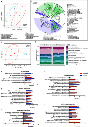 Figure 1. Morphine treatment induces taxonomic and functional dysbiosis in small intestinal microbiome. (a) Beta diversity of phylogenic relative abundance of ileal microbiome at species level in control and morphine group calculated as Bray-Curtis dissimilarity matrix. PERMANOVA analysis (p = .026) show significant changes in microbial composition. (b) Cladogram showing the differentially abundant microbial taxa, including bacteria, archaea, virus, fungi identified by LEfSe analysis (P < .05 Krushkal-wallis test, LDA > 2.0). Green represents taxa abundant in morphine group compared to control; blue, represents taxa abundant in control group compared to morphine group. (u_s: unclassified species, u_g: unclassified genus, u_f: unclassified family, u_c: unclassified class, u_o: unclassified order) (c) Principal component analysis based on relative abundance of KOs discriminates the functional signature of control and morphine microbiome. (d) Overview of microbiome functional profile based on KEGG metabolism in control and morphine groups. Bar graph showing enrichment of GO modules involved in (e) LPA and LTA biosynthesis, (f) lipid metabolism, (g) vitamin metabolism, (h) amino acid metabolism, and (i) other biologically important GO modules. n = 5 mice per group. Data (e, f, g, h, and i) were analyzed using moderated t-test (mean± standard error of mean (SEM), *p adj ≤ .05, **p adj ≤ .01, ***p adj ≤ .001, ****p adj ≤ .0001. n = 5 per group.