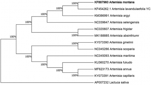 Figure 1. Neighbour-joining (NJ) analysis of A. gmelinii and other related species based on the complete chloroplast genome sequence. Lactuca sativa (AP007232) was set as the outgroup. All other sequences were downloaded from NCBI GenBank.