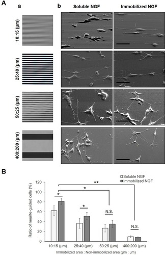 Figure 10 Guidance of the neurite direction by different micropatterned surfaces. (A) Photomasks with different linear patterns (a) and SEM images (b) of outgrowing neurites of PC12 cells on micropatterned substrates. Prior to cell culture, all substrates were immobilized by gelatin through a photomask with various linear ratios between UV-transparent (NGF-immobilized area) and non-transparent (non-immobilized area) regions. In the case of soluble NGF, the NGF was added to the growth medium to assist in neurite outgrowth upon cell cultivation. Scale bar: 50 μm. (B) Estimation of neurite guidance. To compare neural interpreting of different micropatterned substrates, the ratio of neurite-guided cells was estimated. Data are presented as the mean ± SD, n=3. N.S., no significant difference, *P<0.05; significant difference, **P<0.01; significant difference.