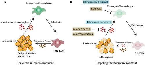 Figure 1. Interaction between leukemic cells and macrophages in the microenvironment (A) Secreted factors by leukemic cells can recruit and polarize monocytes/macrophages toward a M2 pro-tumoral phenotype promoting tumor growth. (B) Interference with TAM Survival or inhibition of macrophage recruitment. Clodronate liposomes (Clod. Lip.) can selectively inhibit proliferation, migration and invasion of macrophages. Peripheral monocytes are recruited to tumor sites via tumor derived chemokines CCL2, CCL5 and CSF1. Targeting these signaling molecules can potentially inhibit the accumulation of TAM in the microenvironment, thereby improving treatment efficiency.