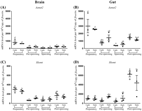 Figure 2. Seasonal and light–dark phase changes in the expression level of (A) Aanat2 in Brain, (B) Aanat2 in Gut and (C) Hiomt in Brain, (D) Hiomt in Gut were compared by taking the mean value of three time points during the light phase (represented by empty circle) and the dark phase (represented by filled circle).