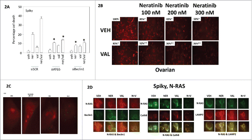 Figure 2. Neratinib and valproate interact to reduce N-RAS levels in ovarian cancer cells and cause N-RAS to co-localize with autophagy regulatory proteins. A. Spiky ovarian cancer cells were treated with vehicle control, neratinib (100 nM), sodium valproate (250 μM) or the drugs in combination for 24h. Cell viability was determined by trypan blue exclusion assay (n = 3 +/- SEM). B. Spiky ovarian cancer cells were treated with vehicle control, neratinib (100 nM – 500 nM), sodium valproate (250 μM) or the drugs in combination for 6h. The cells were fixed in place and immunostaining performed to determine the expression and localization of N-RAS at 60X magnification (data from multiple separate images & treatments +/- SEM) *p < 0.05 less than vehicle control; **p < 0.05 less than value in neratinib treated cells. C. Spiky ovarian cancer cells were treated with vehicle control or [neratinib (100 nM) and sodium valproate (250 μM)] in combination for 6h. The cells were fixed in place and immunostaining performed at 60X to determine the expression and localization of N-RAS. Arrows indicate N-RAS in vesicular structures. D. Spiky ovarian cancer cells were treated with vehicle control, neratinib (100 nM), sodium valproate (250 μM) or the drugs in combination for 6h. The cells were fixed in place and immunostaining performed to determine the expression and localization of N-RAS at 60X magnification with Beclin1, LAMP2 or with cathepsin B.