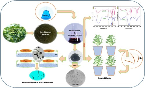 Figure 1. Flowchart represents the various stages employed in the bio-synthesis of CuONPs using J. curcas leaves to assess antinematode properties.