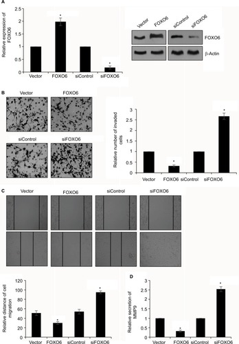 Figure 3 FOXO6 inhibits breast cancer cells migration and invasion.Notes: (A) MDA-MB-231 cells were transfected with vector or FOXO6, or siControl or siFOXO6, respectively. After transfection for 48 h, the expression of FOXO6 was determined by qRT-PCR and Western blotting analyses. FOXO6 vs vector, siFOXO6 vs siControl, *p < 0.05. (B) FOXO6 was overexpressed or knocked down in MDA-MB-231 cells. The effect of FOXO6 on cell invasion was determined by transwell invasion assay. FOXO6 vs vector, siFOXO6 vs siControl, *p < 0.05. (C) FOXO6 was overexpressed or knocked down in MDA-MB-231 cells. The effect of FOXO6 on cell migration was determined by wound healing assay. FOXO6 vs vector, siFOXO6 vs siControl, *p < 0.05. (D) FOXO6 was overexpressed or knocked down in MDA-MB-231 cells. The secretion of MMP9 was detected by ELISA. FOXO6 vs vector, siFOXO6 vs siControl, *p < 0.05.Abbreviations: FOXO, forkhead transcription factor family; qRT-PCR, quantitative real-time polymerase chain reaction.