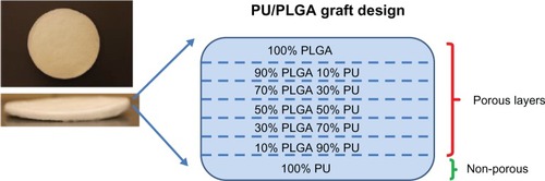 Figure 1 Design of the continuous novel graded PU-PLGA porous nanostructured graft. In the animal study, the 100% PLGA layer faced the urine while the 100% PU layer faced the bladder lumen tissue.Abbreviations: PU, polyurethane; PLGA, poly-lactic-co-glycolic acid.