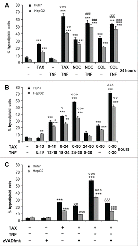 Figure 3. TNF potentiates death induced by microtubular poisons and zVADfmk counteracts death by TAX-TNF. (A) Huh7 and HepG2 cells exposed for 24 hours to 0.1 μM TAX , 0.2 μg/mg nocodazole (NOC) or 10 μM colchicine (COL), alone or combined with 15 ng/ml TNF. Histograms indicate the percentage of hypodiploid (apoptotic) cells. Data are means±SD of 4 experiments. Significance of the differences vs untreated controls: ***P < 0.001; vs TAX: °°P < 0.01 and °°°P < 0.001; vs nocodazole: ###P < 0.001; vs colchicine §§§P < 0.001. (B) Cells exposed to 0.1 μM TAX for 12, 18, 24 and 30 hours with TNF added for the last 6 hours into the cultures to a final concentration of 15 ng/ml, or to TNF for 30 hours with TAX added for the last 6 hours, and finally to TAX alone or TAX and TNF combined for 30 hours, as indicated. Histograms indicate the percentage of hypodiploid (apoptotic) cells. Data are means±SD of 4 experiments. Significance of the differences vs untreated controls: **P < 0.01 and ***P < 0.001; vs TAX: °P < 0.05, °°P < 0.01 and °°°P < 0.001. (C) Effect of zVADfmk on apoptotic death in cells exposed to TAX or TAX+TNF for 24 hours. zVADfmk (20 μM final concentration) was added to the cultures 1 h before a 24 hour treatment with 0.1 μM TAX and TAX plus 15 ng/ml TNF. Histograms represent percentages of hypodiploid cells (apoptotic). Significance of the differences vs C: ***P < 0.001; vs TAX: °°P < 0.01 and °°°P < 0.001; vs TAX+TNF: §§§P < 0.001.