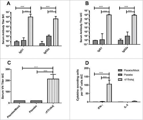 Figure 4. Systemic immune responses to RSV ΔF protein. (A) Serum IgG1 and IgG2a titers before challenge (B/C), (B) Serum IgG1 and IgG2a titers after RSV challenge (A/C), (C) Serum VN antibody titers after RSV challenge (A/C), and (D) Numbers of IFN-γ and IL-5 secreting splenocytes determined in response to in vitro restimulation with ΔF protein. BALB/c mice were immunized once IN with ΔF formulated with TriAdj and challenged with RSV on day 150. Control groups were immunized with PBS and challenged with RSV (Placebo) or mock-challenged (Placebo/mock). ELISA titers are expressed as the reciprocal of the highest dilution resulting in a value of two standard deviations above the negative control serum. Virus neutralization titers are expressed as the highest dilution of serum that resulted in <50% of cells displaying cytopathic effects. Cytokine secreting cell numbers are expressed as the difference in the number of spots between ΔF-stimulated wells and medium-control wells. Bars indicate median values with interquartile ranges. ***P < 0.001.