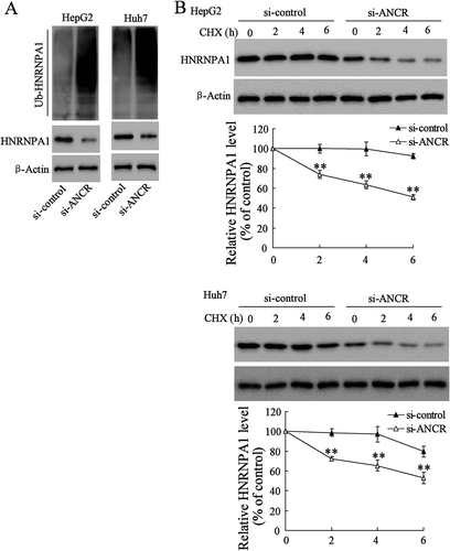 Figure 6. LncRNA ANCR inhibited the degradation of HNRNPA1 via suppressing its ubiquitination. A. HepG2 and Huh7 cells were transfected with HA-Ub and si-ANCR-1. HNRNPA1 specific antibody was used for immunoprecipitation, and then HA labelled antibody was used for immunoblotting. B. HepG2 and Huh7 cells were transfected with si-ANCR or si-control for 48 h and then treated with CHX for 0 h, 2 h, 4 h and 6 h. The expression of HNRNPA1 was detected in using western blot. **p < 0.01, compared with si-control.