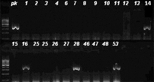 Figure 2. Agarose gel imaging of amplified mecA gene. Lane pk is positive control. DNA fragments of 310 bp (isolates 14, 16, 28 and 53) were considered positive.