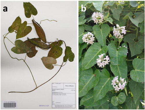 Figure 1. The specimen and morphology of C. rostellatum. (a) The specimen of C. rostellatum (voucher number: SNUA00057640). (b) The shape of flowers and leaves of C. rostellatum.