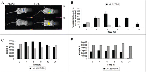 Figure 10. Circulation time and biodistribution of L-cL in experimental animal. A. In vivo imaging in BALB/c mice DiD labeled PE/PC and L-cL liposomes. L-cL remained in mice even 8 h after injection. Control liposomes (PE/PC) were cleared as fast as 2 h after administration. For details see Materials and methods. B. The prolonged circulation of L-cL liposome in a mouse's bloodstream. L-cL liposomes have remained in blood even 24 h after administration. The fluorescence intensity of DiD-labeled liposomes in serum was measured as described in Materials and methods. C. and D. Organ distribution of L-cL and control PE/PC liposomes in liver and spleen of experimental animal. The dependence of fluorescence intensity of L-cL liposomes accumulated in liver and spleen on time. Fluorescence intensity was measured as cts/pix*s, which means the integrated number of photons per 1 pixel of matrix per second.