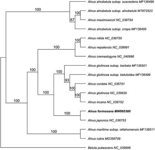 Figure 1. Phylogenetic tree illustrating the relationship of Alnus formosana using maximum likelihood with 1000 bootstrap replicates.