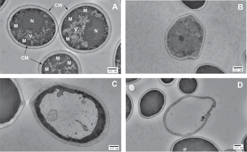 Figure 2. TEM images of C. albicans cells. (A) Untreated C. albicans cells: N=nucleus; V = vacuole; M=mitochondria; CM = cytoplasmic membrane; CW = cell wall. (B)-(D) aBL-treated C. albicans cells: (B) Decomposition of inner organelles with deformed cell wall (aBL radiant exposure = 35.1 J/cm2); (C) Unusual vacuole growth, driving electron-dense structures to the cell periphery (aBL radiant exposure = 35.1 J/cm2); and (D) Complete loss of cytoplasmic components with disrupted cell wall (aBL radiant exposure = 70.2 J/cm2).