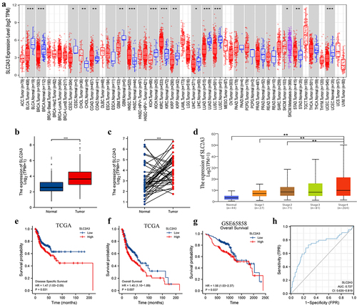 Figure 1. SLC2A3 expression and correlation with survival status in HNSC. (a) SLC2A3 mRNA expression levels in pan-cancer data from TCGA. (b) Comparison of SLC2A3 mRNA expression levels between all normal tissues and HNSC samples from TCGA. (c) SLC2A3 mRNA expression in matched HNSC samples from TCGA. (d) the relationship between SLC2A3 mRNA expression and tumor stages of HNSC patients in the UALCAN database. The correlation between SLC2A3 expression and (e) disease-specific survival, (f) overall survival (OS) in TCGA and (G) OS in GSE65858. (h) ROC curve analysis of SLC2A3 diagnosis. *P < 0.05; **P < 0.01; ***P < 0.001; ****P < 0.0001.