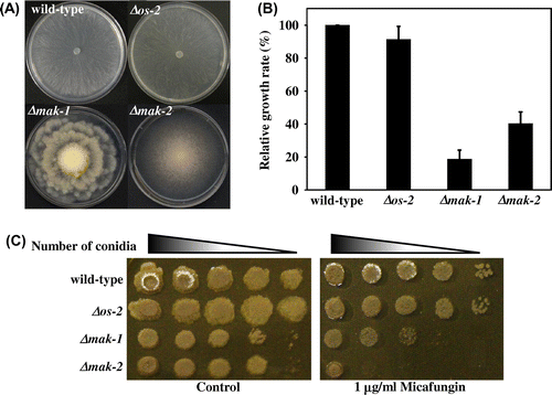 Fig. 1. Comparison of the growth and morphology of mak-1, mak-2, and os-2 disruptants of Neurospora crassa.