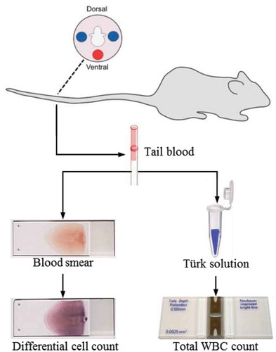 Figure 1. Blood is collected from the tail vein of the mouse, at a blood collection site located down three-fourths of the tail from the base. Approximately 4 µl blood is collected into a heparinized capillary tube. Two-microliter blood is mixed with Turk’s solution for total WBC count. The rest 2 µl blood is used to create blood smear for WBC differentiation. Blue circles: target tail veins, located on both the left and right side of the tail; Red circle: tail artery.