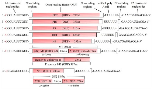 Figure 2. Structure of the 7 influenza D virus genome segments. Influenza D virus particles possess 7 segments of minus-sense, single-stranded RNA. The open reading frames (ORFs) for each segment are marked red, the name and the size (number of amino acids) of the encoded proteins are indicated. The PB2, PB1, P3, HEF and NP proteins are translated from an ORF transcript, whereas M1/CM2 and NS1/NS2 are generated by splicing. Each segment contains 10 conserved nucleotides at its 3′ end and 12 conserved nucleotides at its 5′ end, the first nucleotide at 3′ terminus exhibits polymorphism as indicated in red color. A poly-U stretch close to the 5′ end is used to equip each mRNA with a poly-A tail