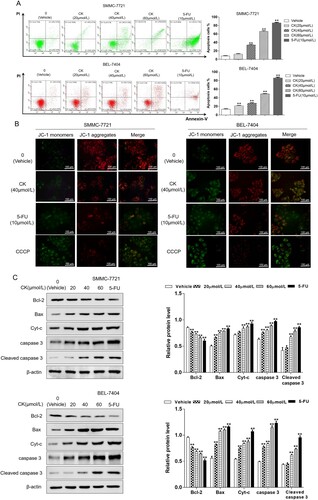 Figure 2. (A) The apoptosis rate of SMMC-7721 and BEL-7404 cells treated with CK (0, 20, 40, or 60 µmol/L) or 5-FU (10 µmol/L) for 48 h was detected by flow cytometry and compared with that of the blank control group (**P < 0.01). (B) A fluorescence probe method was used to detect the changes of membrane potential in SMMC-7721 and BEL-7404 cells treated with CK or 5-FU for 48 h (×400). (C) Western blotting was used to detect the expression of mitochondrial apoptosis-related proteins in SMMC-7721 and BEL-7404 cells treated with CK (20, 40, or 60 µmol/L) or 5-FU in comparison with the blank control group (**P < 0.01).