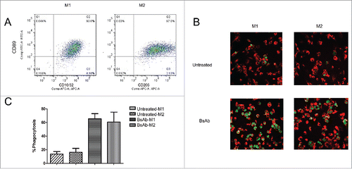 Figure 6. Tumor-associated macrophages trigger ADCP in Raji cells with BsAb (CD89-CD20). (A) Flow cytometric analysis of CD89 surface expression on TAMs. CD11b+F4/80+macrophage cells were selected by BD FACs AriaII and TAMs were further purified by microbeads and stained with anti-CD89-FITC. Cells were stained with CD16/32-APC or CD206-APC to identify M1 and M2 macrophages, respectively. The experiment was repeated at least three times, yielding essentially identical results. (B) Representative microscope images showing specific phagocytosis induced by the bispecific antibody. Raji cells (CFSE; green) incubated with macrophages (F4/80-Cy3; red) for 6 hours in the presence of the bispecific antibody (1 μg/ml) demonstrated substantial phagocytosis. (C) Phagocytosis of Raji cells was analyzed and quantified as the percentage of double-positive cells relative to total CFSE-positive cells and F4/80+cells.