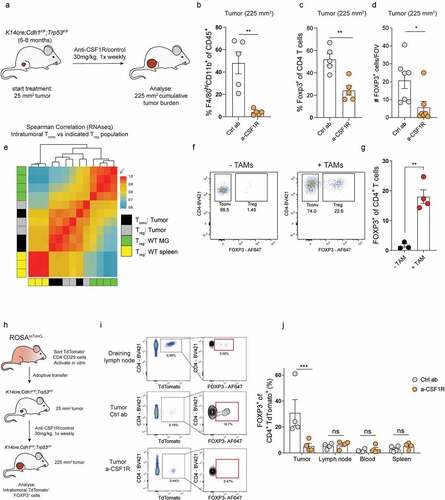 Figure 2. TAMs promote the conversion of CD4+Tconvs into Tregs. (a) Schematic overview of study. KEP mice bearing 25 mm2 mammary tumors received weekly treatment of anti-CSF1R or control, until analysis at a cumulative tumor size of 225 mm2. (b) Frequency of F4/80highCD11b+ cells of CD45+ cells in mammary tumors of KEP mice treated with anti-CSF1R or control (n = 5 mice/group). (c) Frequency of FOXP3+ cells of CD4+ cells in mammary tumors of KEP mice treated with anti-CSF1R or control (n = 5 mice/group). (d) Immunohistochemical quantification of FOXP3+ cells in mammary tumors of mice treated with anti-CSF1R or control (n = 7 mice/group). (e) Correlation plot matrix plot showing Spearman coefficient between transcriptional profiles of Tregs and Tconvs (n = 3) isolated from indicated tissue of KEP mice bearing end-stage mammary tumors and healthy mammary glands of WT littermates (n = 4). (f) Representative dot plots of FOXP3 expression in live CD4+CD25− T cells isolated from spleens of tumor-bearing KEP mice after co-culture with, or without TAMs (CD3−F4/80high) for 72 hours. (g) Percentage of FOXP3+ cells in CD4+ Tconvs (CD45+CD3+CD4+CD25−) isolated from spleens of tumor-bearing KEP mice after co-culture with, or without TAMs (CD3−F4/80high) for 72 hours (data pooled from 3–4 independent in vitro experiments). (h) Schematic overview of study. TdTomato+ CD4+CD25− T cells were FACS sorted from spleens of ROSAmT/mG mice, activated in vitro for 96 hours, and subsequently adoptively transferred into KEP mice bearing 25 mm2 mammary tumors that received weekly treatment of anti-CSF1R or control. 7 days later, mice were analyzed. (i) Representative dot plots depicting FOXP3 expression on adoptively transferred TdTomato+ CD4+ Tconvs in draining lymph nodes and tumors of control and anti-CSF1R-treated mice. (j) Frequencies of FOXP3+ cells within adoptively transferred TdTomato+ CD4+ Tconvs in draining lymph node, blood, spleen and tumors of control, and anti-CSF1R-treated mice (n = 4/mice group).