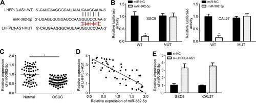 Figure 3 LHFPL3-AS1 works as the ceRNA for miR-362-5p. (A) Predicted binding site between LHFPL3-AS1 and miR-362-5p by miRDB software. (B) Luciferase reporter assay. (C) Relative expression of miR-362-5p in OSCC tissues. (D) Expression correlation between LHFPL3-AS1 and miR-362-5p in OSCC tissues. (E) RT-qPCR analysis of miR-362-5p levels after siRNA transfection. *P<0.05.