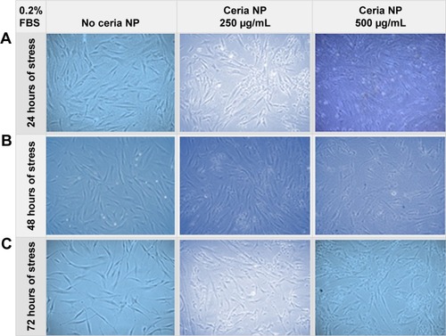 Figure 4 NP-pretreated HDF cells were stressed by reducing the FBS concentration to 0.2%.Notes: Phase contrast images were collected, after 24 hours (A), 48 hours (B), and 72 hours (C). The first column shows images with no pretreatment, while the second and third columns show images of wells pretreated with 250 µg/mL and 500 µg/mL of ceria NP, respectively. Magnification: 100×. Cells were recovered in fresh medium for 24 hours.Abbreviations: FBS, fetal bovine serum; HDF, human dermal fibroblasts; NP, nanoparticle.