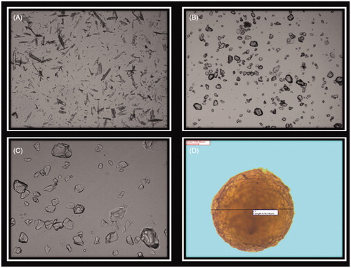 Figure 3. Light microscopic photographs at 10×. (A) CFN, (B) SPS resin, (C) Drug–resin complex and (D) microbead.