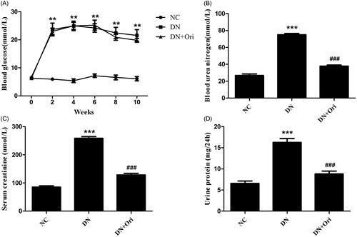 Figure 2. Effects of Ori on general changes and biochemical indices in diabetic rats.(A) Effect of Ori on blood glucose. (B–D) Effect of Ori on BUN, Scr and 24-h urinary protein concentrations. **p < 0.01 vs. the NC group; ***p < 0.001 vs. the NC group; ###p < 0.001 vs. the DN group. Ori: oridonin; BUN: blood urea nitrogen; Scr: serum creatinine; NC: normal control; DN: diabetic nephropathy; DN + Ori: diabetic nephropathy + oridonin.