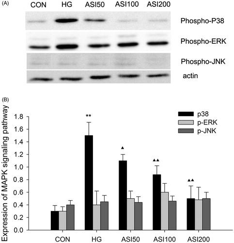 Figure 4. Effect of ASI on MAPK signaling pathway activation. (A) Bands of phospho-p38, phospho-ERK and phospho-JNK for the indicated concentration of ASI. (B) Semi-quantitative analysis of proteins showed that ASI inhibited the expression of phospho-p38 in concentration-dependent manner, but had no effect on the phospho-ERK and phospho-JNK. Each treatment group is triplicate. Data are expressed as the mean ± SEM. ▴p < 0.05, ▴▴p < 0.01 compared with high glucose groups (HG).