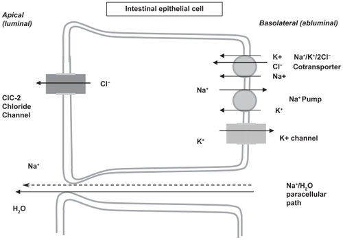 Figure 2 Mechanism of action of lubiprostone across the intestinal epithelial cell. Copyright ©2004. Adapted with permission from American Physiological Society. Cuppoletti J, Malinowska DH, Tewari KP, et al. SPI-0211 activates T84 cell chloride transport and recombinant human ClC-2 chloride currents. Am J Physiol Cell Physiol. 2004;287(5):C1173–C1183.