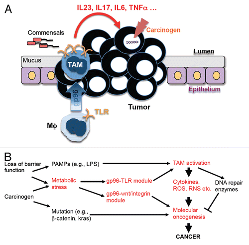 Figure 1. A pivital role of GP96 in driving inflammation and inflammation-associated colonic carcinogenesis. (A and B) The loss of barrier functions leads to bacterial translocation across the intestinal wall, which activates macrophages through Toll-like receptor (TLR) ligands such as lipopolysaccharide (LPS). Chronic inflammation coupled with carcinogens triggers the upregulation of glycoprotein 96 (GP96) and the functional conversion of macrophages (Mϕs) into tumor-associated macrophages (TAMs), which fuel oncogenesis by producing cytokines, reactive oxygen species (ROS), reactive nitrogen species (RNS), etc. The metabolic stress conditions that characterize the tumor microenvironment also stimulate the increased expression of GP96 in (pre)neoplastic cells, promoting malignant transformation through multiple signaling modules including the WNT and integrin pathways.