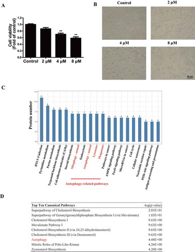 Figure 1. Proteomics coupled with bioinformatics analysis reveals the important role of autophagy in TMT-treated Neuro-2a cells. (A) Cell viability was determined using a CCK-8 assay in Neuro-2a cells treated with TMT at different concentrations (0, 2, 4, or 8 μM) for 24 h. All experiments were repeated at least 5 times. The values are presented as means ± SEM. **P < 0.01 vs. the control group. (B) The morphology of Neuro-2a cells was observed after treatment with different concentrations (0, 2, 4, or 8 μM) of TMT for 24 h. All cells were observed with a 20 × objective. Scale bar: 80 μm. Neuro-2a cells treated with TMT (8 μM) for 24 h and control cells were harvested for proteomics, and the data were analyzed by (C) KEGG pathway enrichment analysis and (D) IPA to identify the top ten canonical pathways