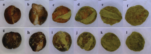 Figure 1. Growth status of sorghum koji (a~f: the order is from the 0th day to the 5th day of Australian sorghum koji making; g~l: the order is from the 0th day to the 5th day of Kinmen sorghum koji making).