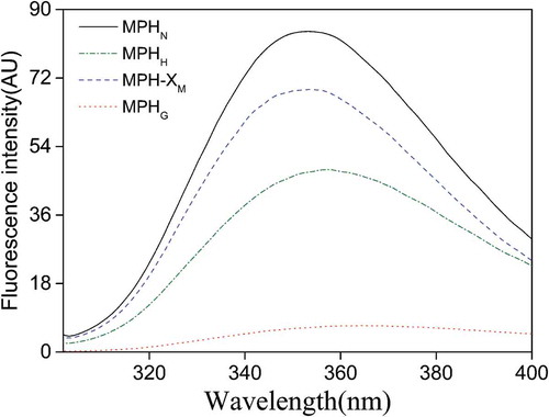 Figure 4. Intrinsic emission fluorescence spectra of native Morchella protein hydrolysate (MPHN), heat-treated MPH (MPHH), MPH–xylose mixture (MPH-XM), and glycosylated MPH (MPHG) dispersed in a phosphate buffer (20 mmol/L, pH 7.4) at a fixed hydrolysate concentration of 0.05 mg/mL. The excitation wavelength for emission spectra was set at 291 nm and the scanning wavelength ranged from 300 to 400 nm.Figura 4. Espectro de emisiones fluorescentes intrínsecas de proteína hidrolizada de Morchella nativa (MPHN), de MPH tratada térmicamente (MPHH), de una mezcla MPH–xilosa (MPH-XM), de MPH glicosilada (MPHG) dispersada en un tampón fosfato (20 mmol/L, pH 7.4) en una concentración hidrolizada constante de 0.05 mg/mL. La onda de excitación para el espectro de emisiones se fijó en 291 nm y el barrido espectral cubrió de 300–400 nm.