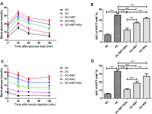 Figure 2 Effects of MET, MAL, and MET+MAL on insulin sensitivity in HFD/STZ-T2DM model rats. (A and B) Oral glucose tolerance test (OGTT); (C and D). Insulin tolerance tests (IPITT). The data were presented as mean ± SD, (n = 8 for all groups). ***P < 0.001.