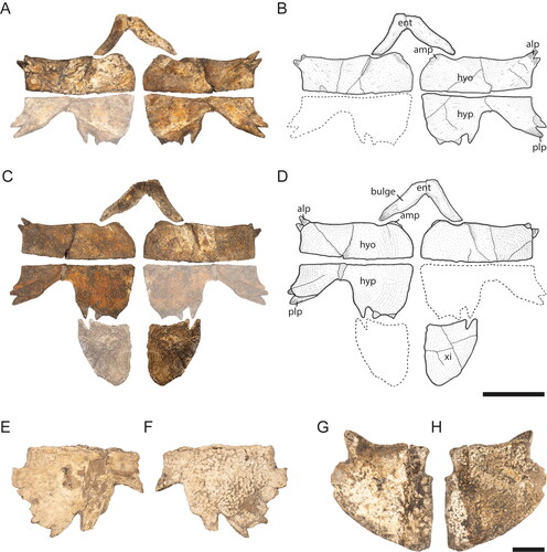 Figure 5. Striatochelys baba, Na Duong Formation, middle–upper Eocene, Vietnam. Plastron of holotype (GPIT-PV-112860-2, GPIT-PV-112860-3, GPIT-PV-112860-4, GPIT-PV-112860-5, GPIT-PV-112860-1) in A, B, dorsal and C, D, ventral views. Missing bones are mirrored and faded. Right medial hypoplastron fragment (GPIT-PV-122873) in E, dorsal and F, ventral views. Left xiphiplastron (GPIT-PV-122866) in G, dorsal and H, ventral views. Abbreviations: alp, anterolateral process; amp, anteromedial process; ent, entoplastron; hyo, hyoplastron; hyp, hypoplastron; plp, posterolateral process; xi, xiphiplastron. Scale bars equal A–D, 5 cm; E–H, 1 cm.
