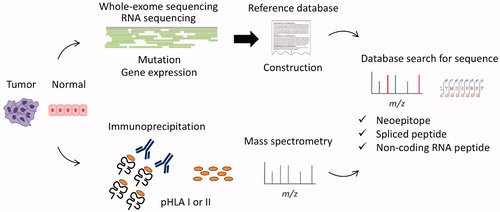 Figure 2. Proteogenomics HLA ligandome analysis workflow. Peptide-HLA class I or II complexes (pHLA I or II) are captured from tumor/normal cells, then only peptides bound to HLA are analyzed using mass spectrometry. Meanwhile, genomics data from WES (e.g., mutation) or RNA-seq (e.g., expression) are used to make its reference database of interest. The database is searched for each MS/MS spectrum to sequence the corresponding peptide sequence. Protegenomics enables identification of somatic mutation-derived neoantigens, spliced peptides, and non-coding region derived peptides.