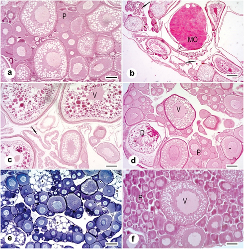 Figure 5. Histology of the ovary of Chinese sleeper (Perccottus glenii); (a): in early vitellogenesis with primary growth oocytes (P), October to February. Scale bar 100 µm; (b): spawning gonad with mature oocytes (MO) and with post-ovulatory follicles (arrow), April. Scale bar 200 µm; (c): with oocytes in vitellogenesis (V) and with post-ovulatory follicles (arrow), June. Scale bar 100 µm; (d): with oocytes in early vitellogenesis (V) and the oocytes at the beginning of the next generation of previtellogenesis (P) with degenerating oocytes (D), June. Scale bar 100 µm; (e): in spaces with vacuoles (asterisk) among oocytes in previtellogenesis, July. Scale bar 100 µm; (f): single oocytes in vitellogenesis (V) between primary growth oocytes (P), September. Mayer’s hematoxylin and eosin staining. Scale bar 50 µm.