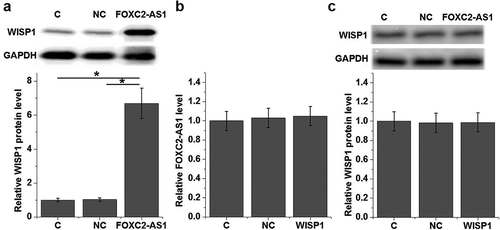 Figure 4. FOXC2-AS1 overexpression is likely an upstream activator of WISP1 in cardiomyocytes.Data here show the effects of FOXC2-AS1 overexpression on WISP1 protein expression (a) and the effects of WISP1 overexpression on FOXC2-AS1 expression under Dox treatment (10 ng/mL) (b), as well as the effects of FOXC2-AS1 overexpression on WISP1 protein expression with Dox treatment (c).Notes:*, p < 0.05.