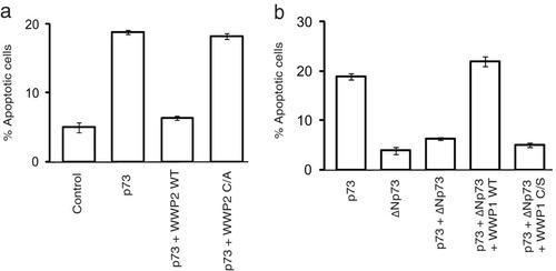 FIG 5 WWP2-WWP1 complex controls p73-induced apoptosis. (a) HeLa cells were transfected with a vector control, p73 alone, or p73 in combination with wild-type WWP2 (WT) and a WWP2 C838A (C/A) mutant. Cells were stained with propidium iodide in hypotonic buffer, and the percentage of apoptosis was determined by sub-G1 peak analysis by using flow cytometry. Error bars indicate standard deviations (n = 3; P < 0.01; Student's t test). (b) HeLa cells were transfected with various constructs as indicated, and the percentage of apoptosis was determined by propidium iodide staining followed by sub-G1 peak analysis using flow cytometry. Error bars indicate standard deviations (n = 3; P < 0.01; Student's t test).