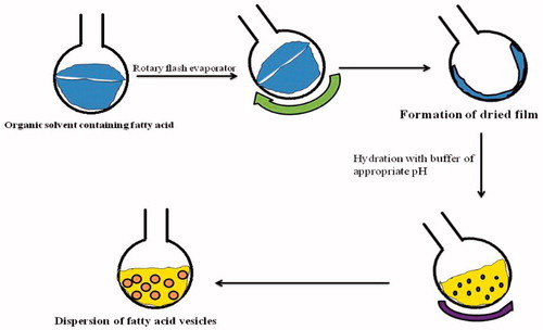 Figure 3. Thin-film hydration method of preparation of fatty acid vesicles. Rotation of the round-bottom flask is done by rotary flash evaporator but at the lab scale hand shaking method is also adopted.